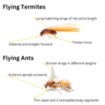 Flying Termites: Their Importance and How to Respond