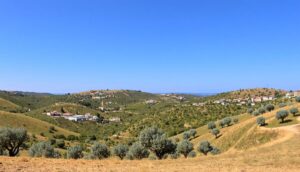 A wide landscape of rolling green hills dotted with olive trees under a clear blue sky evokes the tranquil charm of Portugal’s Alentejo Olive Route. Scattered houses and winding roads reflect the region’s peaceful olive heritage and sunlit serenity.