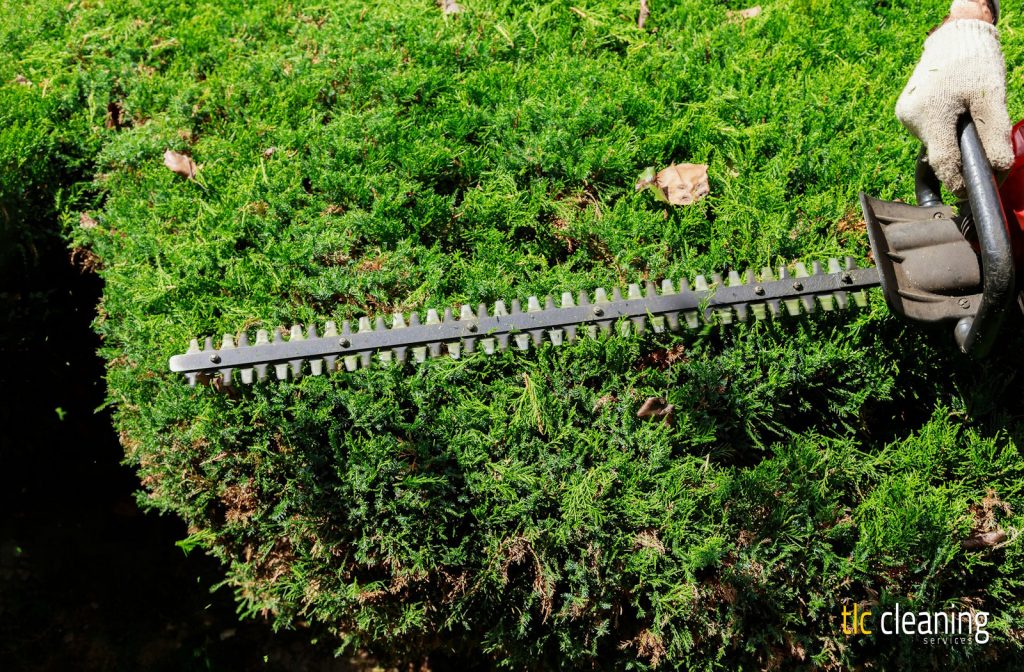Hedge Trimming Tips to Enhance West Coker Gardens
