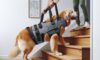 Lifting Harnesses for Large Dogs: Essential Owner’s Guide