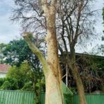 Lightning Strikes Spotted Gum Tree in Adamstown Heights