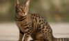 Ocicat Spot Patterns: Discovering Distinctive Coat Styles