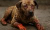 Burn Wound Care for Pets: Key Healing Tips You Need