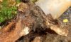 Tree Roots in Drains: Addressing Wollongong’s Persistent Challenge