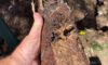 Clay Soil’s Impact on Caboolture Pipe Systems Uncovered