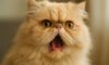 Respiratory Issues Care Guide for Flat-Faced Cats